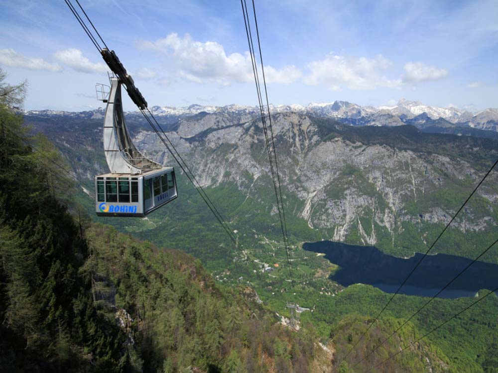 Vogel