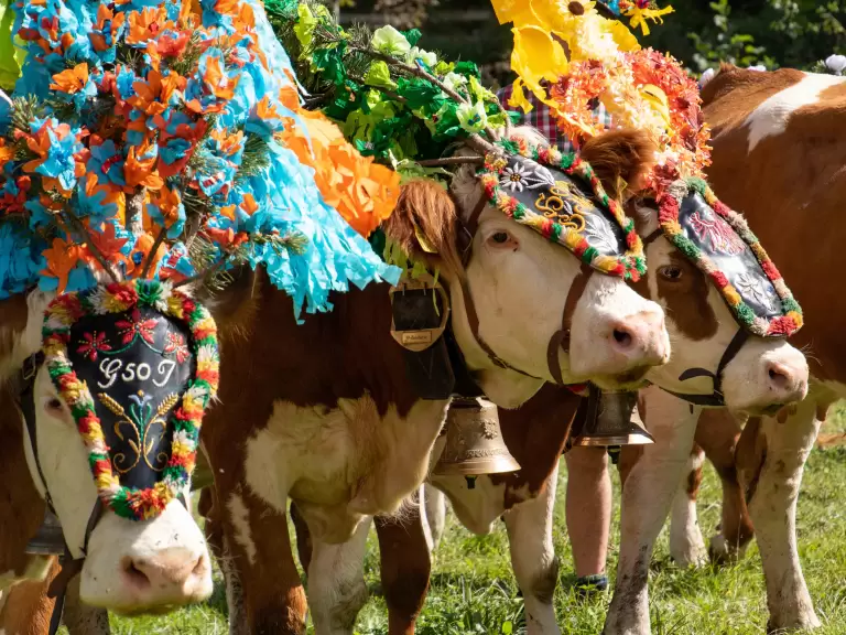 Van Almabtrieb tot Muziekfestival: De Alpen Evenementenkalender 2025