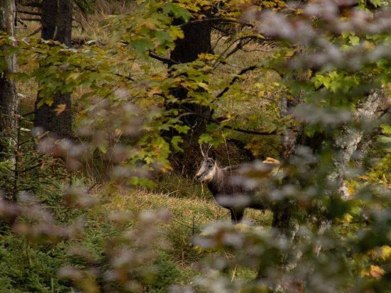 Chamois in the Alps: Identification, lifestyle and interesting facts