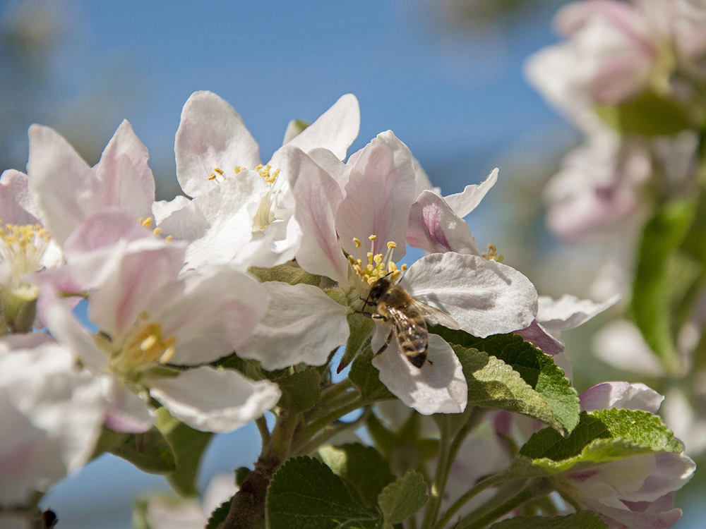 Spring in Vinschgau: hiking among apple blossoms – Bergundbahn.com