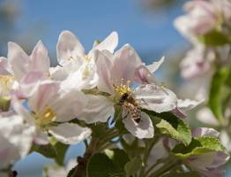 Frühling im Vinschgau 