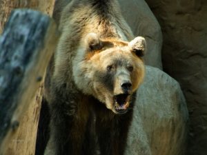 Bruine beren komen ook voor in de Alpen. Wat moet je doen als je er 1 tegenkomt?